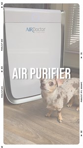 33K views · 2.5K reactions | #ad Tame those stinky dogs (hoomans). Huge discount link in bio! AirDoctor Pro air purifiers have:• 4 speeds• Quiet settings• Night mode• Sensor display for air quality• Timer for 1-24 hours• Lock mode for kids• Multilevel filters• and more! #chiweenie #airpurifier #cleanair #smellydog #shedding #hazel #funny | Hazeltheminiwiener | Facebook