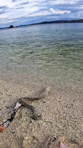 Survival Beast on TikTok