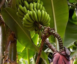 Características da Musa Acuminata – Mundo Ecologia