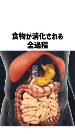 消化過程の不思議な科学