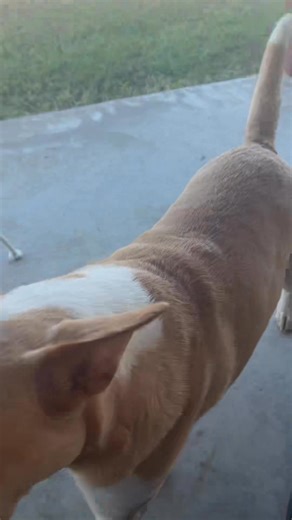 2.8K views · 45 reactions | He showed up a mile north of onapa road, anyone know where he belongs, good dog but we can’t keep him | Demo Limo | Facebook