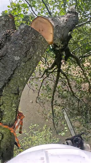 Si un nudo 🪢 no lo puedes soltar rápido ya empezó mal #treework #arborismo #climbing #cuerdas #tree