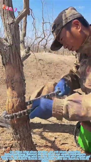 Verjüngung von Jujubebäumen: Die Kunst des Rindenabschälens