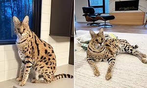 The internet is obsessed with this woman's unusual pet - MediaFeed