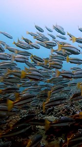 20K views · 3.4K reactions | Witness the seamless choreography of a...