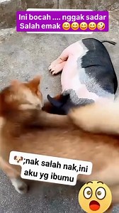 Anak doggi main nyosor aja,induk babi LG baring pun di nenen nya,Mak nya doggi pun di cuekin nya🤣🤣🤣 #sorotan | Ivon Justin