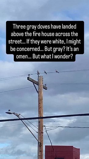 Curious… #Omen #sign #animalsigns #spirituality #animalomen #signs | Son of Selene | Facebook