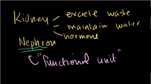 The kidney and nephron