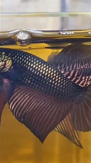 BETTA COPPER ALIEN MAHACHAI😍😘🥰 #betta #bettafish #fishcupang #ikanlaga #aquariumfish #wildbetta