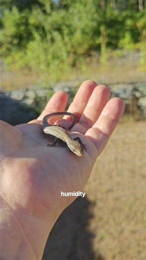 Rare Reptile Encounter! Rare Northern Alligator Lizard Found in Lake Cowichan BC