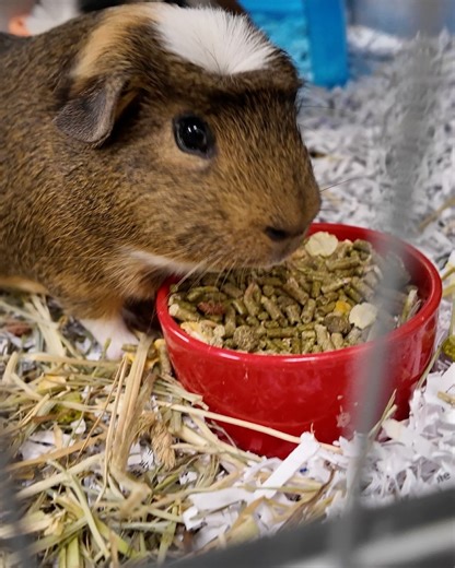 Las Vegas Weekly on Reels