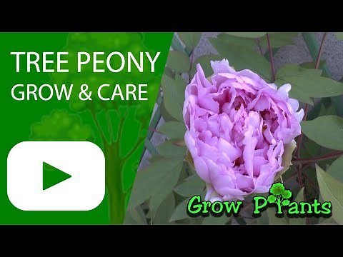 Tree Peony (Paeonia suffruticosa)