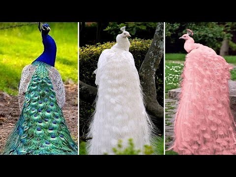 Top 10 Most Beautiful Peacocks in the World