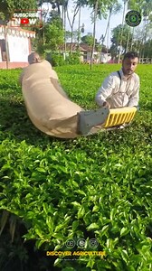 52K views · 227 reactions | Discover the future of tea cultivation...