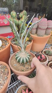 138K views · 6.9K reactions | Astrophytum Caput-medusae  #bikolanahardinera #plantsmakemehappy #plantsmakepeoplehappy #cactus #astrophytum #astrophytumcaputmedusae #cactus #cactusgarden #cactuscollection #cacti #succulents | Bikolanahardinera | Facebook