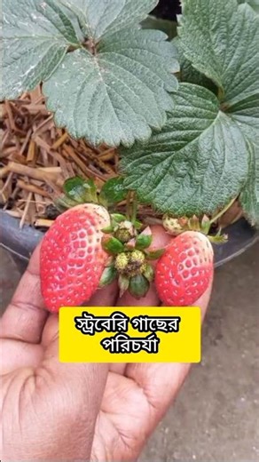স্ট্রবেরি গাছের পরিচর্যা | How to Grow Huge Strawberries at Home #strawberry Strawberry Plant Care