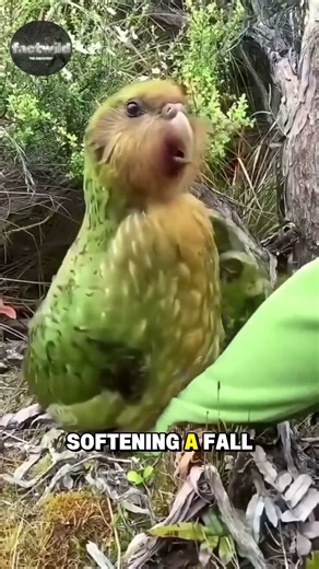 The Giant, Flightless Parrot !#factwild