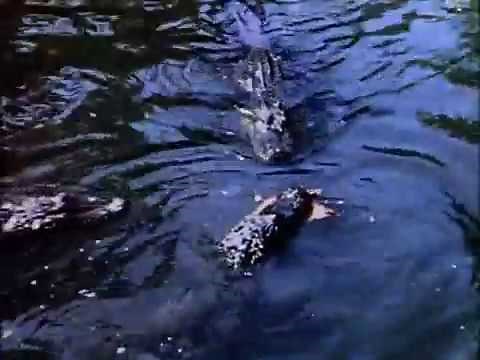 The Very First Wilhelm Scream (Distant Drums, 1951)