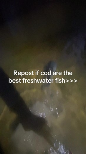 The Best Freshwater Fish: Murray Cod Fishing Tips