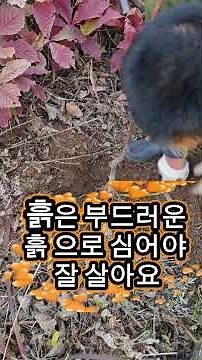 밤농사 돌많은 산 밤나무 쉽게 심기 요즘 밤나무 심는 시기