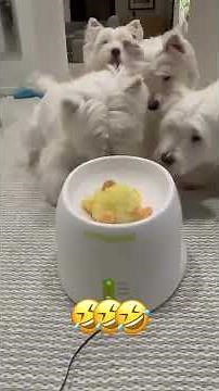 Hilarious Pets #laughs #funnypets #funnyvideo #petvideos