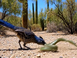 Roadrunner Attack a Snake | Animals Life