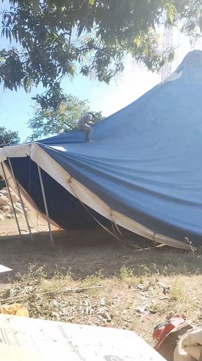 Proceso de Armar una Carpa: Segunda Parte