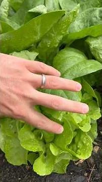 Comment semer des épinards pour cet automne hiver ? #potager #jardin #semis
