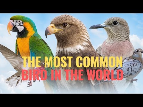 The Most Common Bird in the World (Hint: It’s Not Pigeons!) | The Extremes of Reality