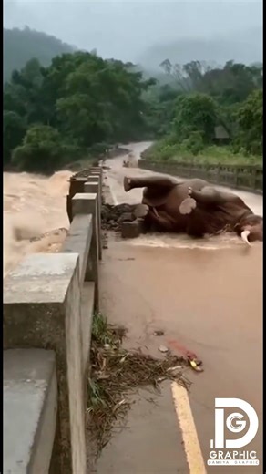 Elephant bridge collapse! 🐘 Concrete crumbles, dramatic fall. 🌊 #elephant #collapse #animal #shorts