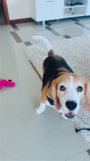 Which Luca are you picking for Halloween? 👻🎃#funnydogvideos #beaglesofinstagram #dogsoftiktok #beagleantics #dogloversclub #puppystories #beagleworld #naughtypup #cutedogalert #beagle #dogsofinstagram #beaglelife #beaglelove #beaglemania #beaglesofinstagram #petsagram #petstagram #foryou #fyp #viralreels #dogvideo #petreels #reelitfeelit #trendingdogs #relatable #halloween #doghalloween #fypviralシ | Luca Luke