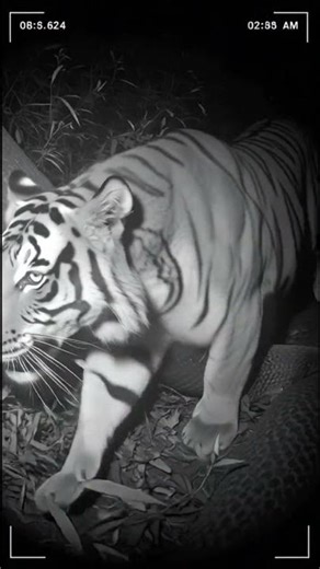 Bengal tiger vs Python #nature #nature #night #wildlife #shorts