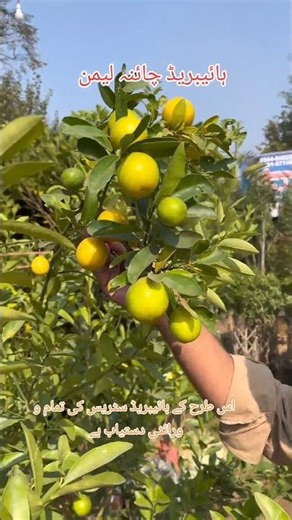 I Grew a Hybrid Chinese Lemon 🍋 Plant in My House #fruit #garden #shorts