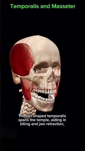“Temporalis & Masseter Muscles Explained| Dr Physio Anatomy”#shorts