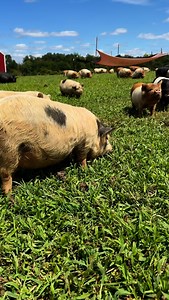 1.5K reactions · 31 shares | Pasture of Piglets! #kcfarms #farm #farmlife #happy #cute #fyp | KC Farms | Facebook