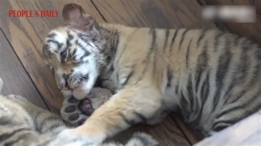 One-month-old Siberian tiger cubs at Heilongjiang Siberian Tiger Park show off their cuteness. With the dedicated care of the breeders, they are healthy and growing strong. | People's Daily, China
