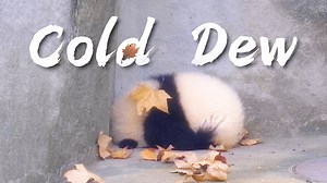Cold Dew is the 17th of the 24 solar terms and the 5th of the autumn season. At this time, temperatures get lower, the dew is colder, and autumn dryness becomes obvious. Don’t forget to keep warm! #ChengduPandaBase #ChineseCulture #24SolarTerms For more panda information, please check out: https://en.ipanda.com | iPanda