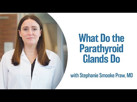 What Do the Parathyroid Glands Do? | UCLA Endocrine Center