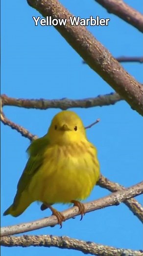 Yellow Warbler | The Bright Little Songbird of North America