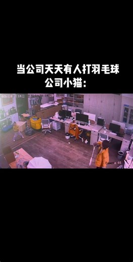 Cute Kitten Shows Off Badminton Skills