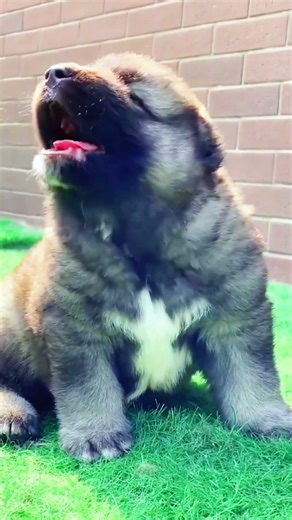 Puppy vs. Adult Dog: When Chaos Gets Strategic#dogs #doggielife #dogbreed