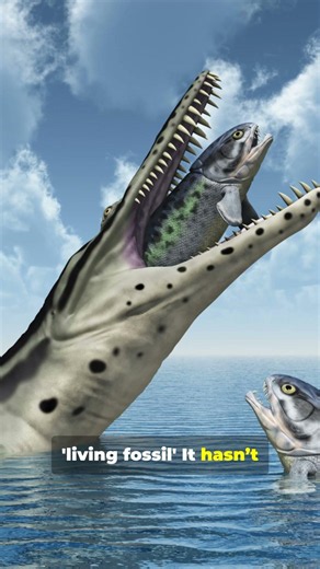 Why This Shark Has Been Untouched For Millions Of Years 🧬 #evolution #science