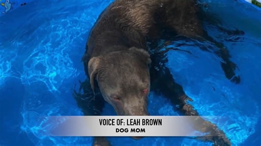 13K views · 537 reactions |  DEVASTATED DOG PARENTS  This morning,...