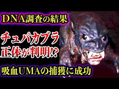 【ゆっくり解説】捕獲された吸血UMAチュパカブラをDNA調査をした結果正体が判明！？目撃証言がヤバい【UMA・未確認生物】