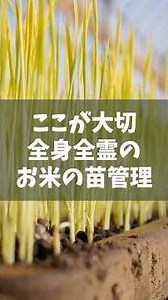 This is crucial: Dedicating your heart and soul to managing the rice seedlings.