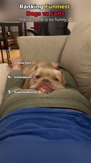 Ranking Funniest Dogs vs Farts 💨💀 #shorts