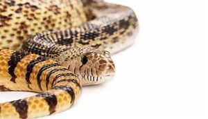 Bull Snake Care Guide (A Complete Care Guide) - SnakeTracks.com