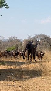 Look how patiently Ndzou the elephant's buffalo herd wait for her! This relationship is a picture of community peace! 🐘🦬 #animals #interestingfacts #africanimals #endangeredspecies #wildlifeconservation | Reilly Travers