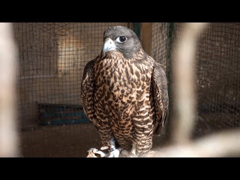 The peregrine falcon is the king of the sky