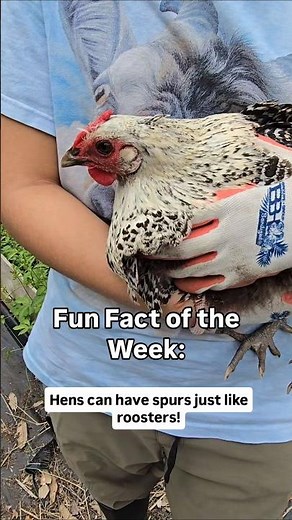 Did you know hens can have spurs?